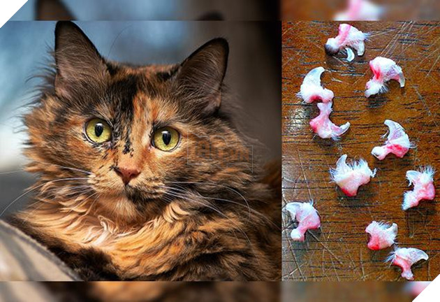 Dự luật biến New York thành tiểu bang đầu tiên cấm rút móng mèo: Vậy ra bấy lâu nay con người đã đối xử với chúng tàn bạo quá - Ảnh 1.