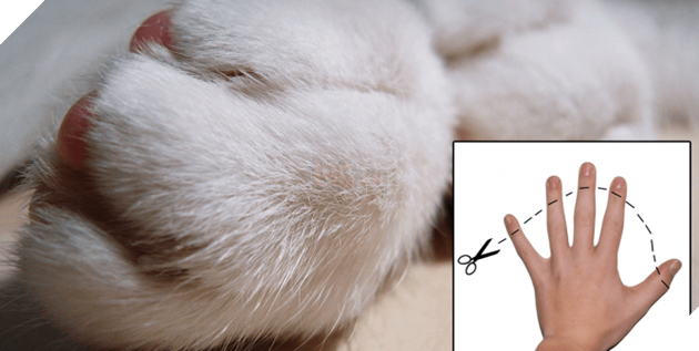 Dự luật biến New York thành tiểu bang đầu tiên cấm rút móng mèo: Vậy ra bấy lâu nay con người đã đối xử với chúng tàn bạo quá - Ảnh 2.