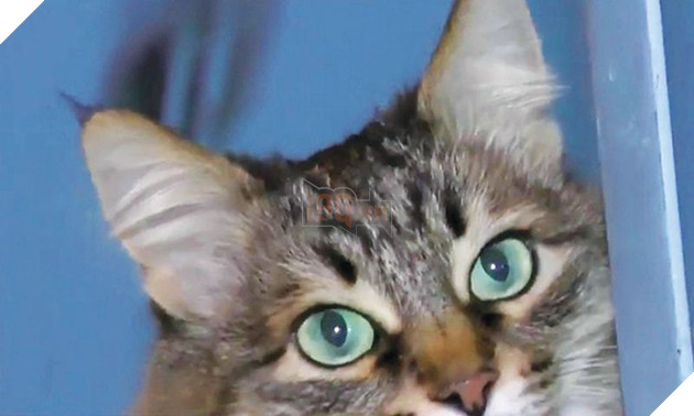 Chú mèo béo ú này đã dùng mỡ và lông của mình để sưởi ấm cứu sống 1 bé trai bị bỏ rơi giữa mùa đông lạnh giá 5