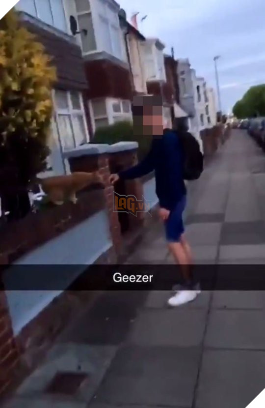 Một học sinh 15 tuổi bị cảnh sát bắt giữ vì tội đấm vào mặt mèo rồi cười khoái chí