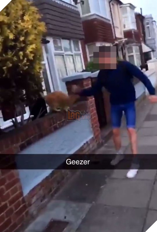 Một học sinh 15 tuổi bị cảnh sát bắt giữ vì tội đấm vào mặt mèo rồi cười khoái chí 2