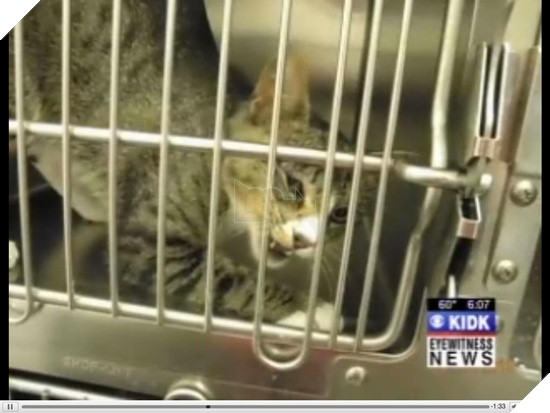 Một chú mèo đã cắn xé cào cấu người chủ của mình vì không cho nó ra ngoài rượt trai 8