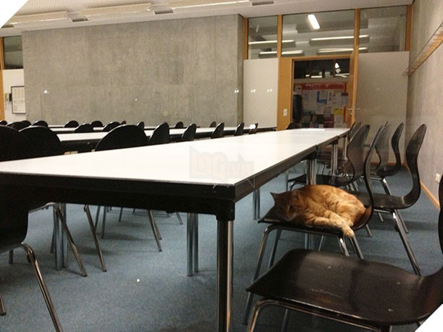 Không ăn ngủ và phá rối như con Bubba, chú mèo này tới trường để giúp xoa dịu tinh thần, xả stress cho sinh viên 3