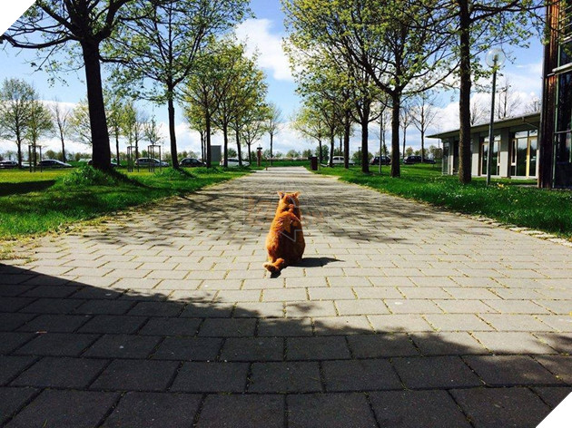 Không ăn ngủ và phá rối như con Bubba, chú mèo này tới trường để giúp xoa dịu tinh thần, xả stress cho sinh viên