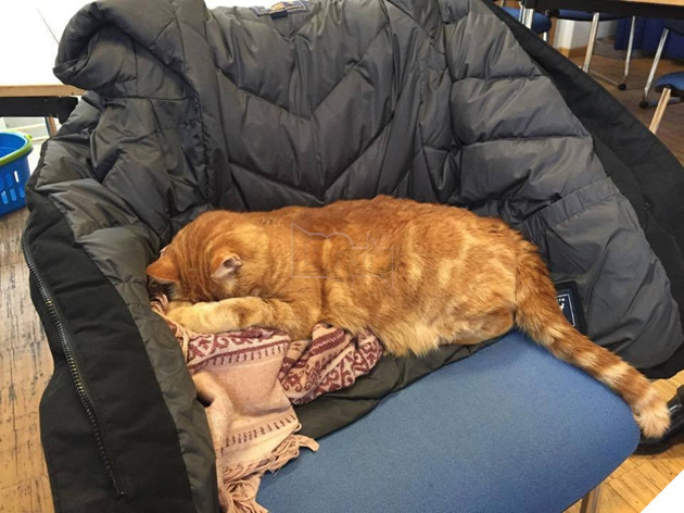 Không ăn ngủ và phá rối như con Bubba, chú mèo này tới trường để giúp xoa dịu tinh thần, xả stress cho sinh viên 2