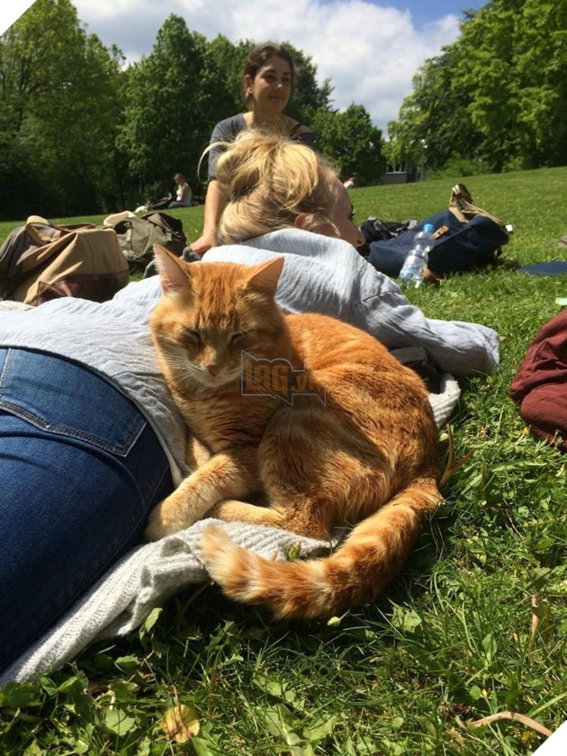 Không ăn ngủ và phá rối như con Bubba, chú mèo này tới trường để giúp xoa dịu tinh thần, xả stress cho sinh viên 9