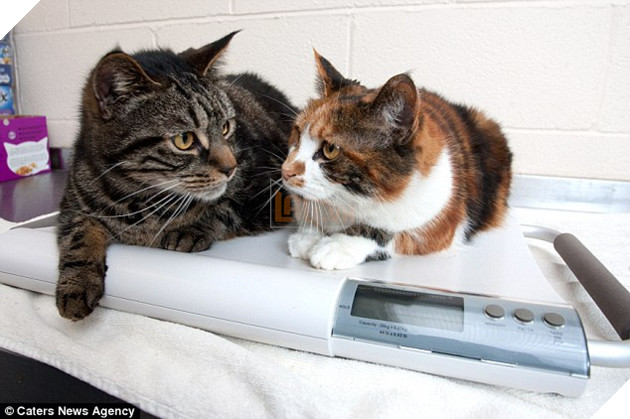 Bị bỏ đói suốt 4 tuần, 2 chú mèo đã may mắn sống sót nhờ lượng MỠ dư trong người 4