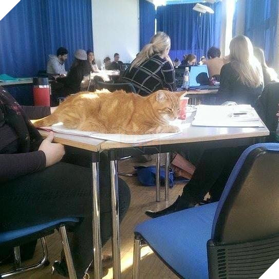 Không ăn ngủ và phá rối như con Bubba, chú mèo này tới trường để giúp xoa dịu tinh thần, xả stress cho sinh viên 10