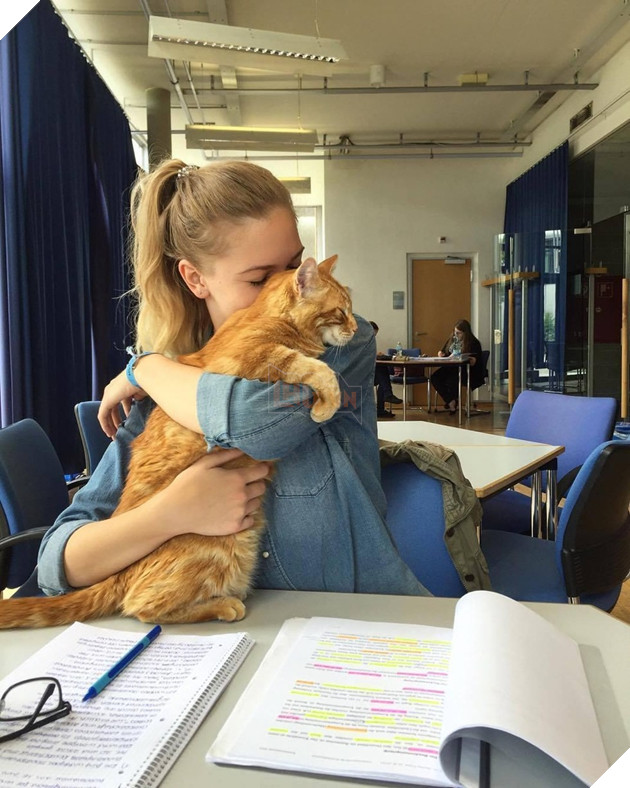 Không ăn ngủ và phá rối như con Bubba, chú mèo này tới trường để giúp xoa dịu tinh thần, xả stress cho sinh viên 11