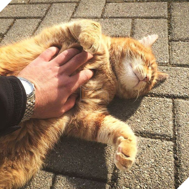 Không ăn ngủ và phá rối như con Bubba, chú mèo này tới trường để giúp xoa dịu tinh thần, xả stress cho sinh viên 16