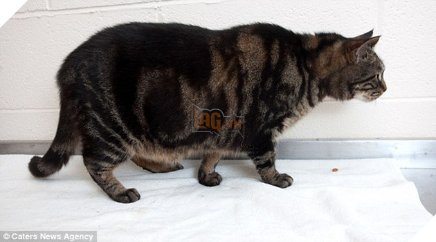 Bị bỏ đói suốt 4 tuần, 2 chú mèo đã may mắn sống sót nhờ lượng MỠ dư trong người 7