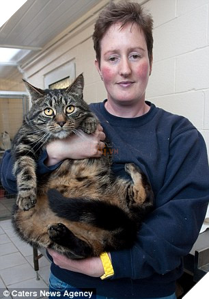 Bị bỏ đói suốt 4 tuần, 2 chú mèo đã may mắn sống sót nhờ lượng MỠ dư trong người