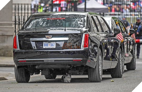 Con mèo mập địt Larry cản trở chuyến thăm của Tổng thống Trump bằng cách ngủ banh mắt dưới gầm xe của ổng 2