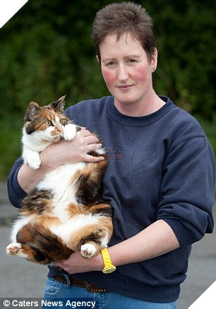 Bị bỏ đói suốt 4 tuần, 2 chú mèo đã may mắn sống sót nhờ lượng MỠ dư trong người 2