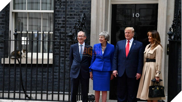 Con mèo mập địt Larry cản trở chuyến thăm của Tổng thống Trump bằng cách ngủ banh mắt dưới gầm xe của ổng 4