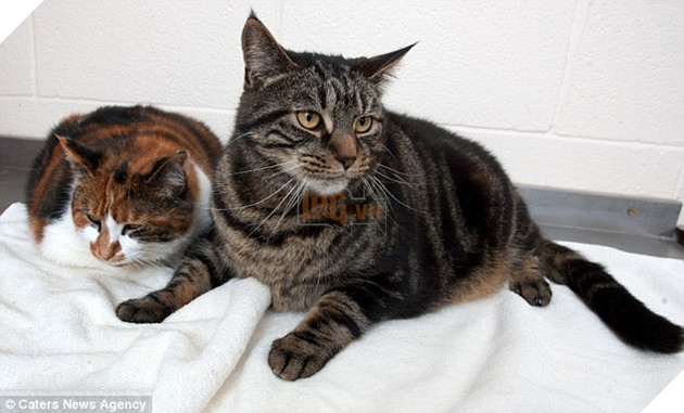 Bị bỏ đói suốt 4 tuần, 2 chú mèo đã may mắn sống sót nhờ lượng MỠ dư trong người 3