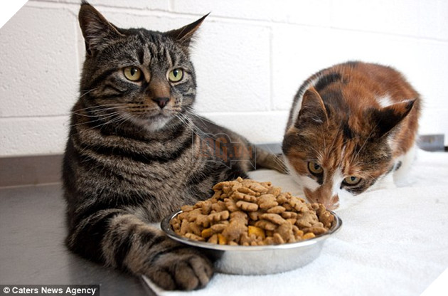 Bị bỏ đói suốt 4 tuần, 2 chú mèo đã may mắn sống sót nhờ lượng MỠ dư trong người 5