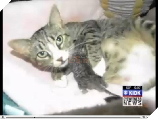 Một chú mèo đã cắn xé cào cấu người chủ của mình vì không cho nó ra ngoài rượt trai 2