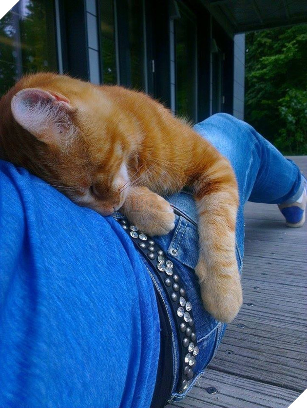 Không ăn ngủ và phá rối như con Bubba, chú mèo này tới trường để giúp xoa dịu tinh thần, xả stress cho sinh viên 8