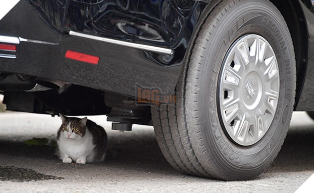 Con mèo mập địt Larry cản trở chuyến thăm của Tổng thống Trump bằng cách ngủ banh mắt dưới gầm xe của ổng 3