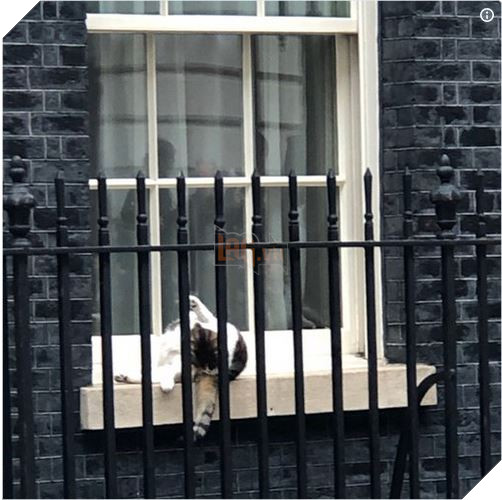 Con mèo mập địt Larry cản trở chuyến thăm của Tổng thống Trump bằng cách ngủ banh mắt dưới gầm xe của ổng 6