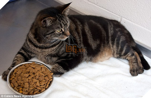 Bị bỏ đói suốt 4 tuần, 2 chú mèo đã may mắn sống sót nhờ lượng MỠ dư trong người 8