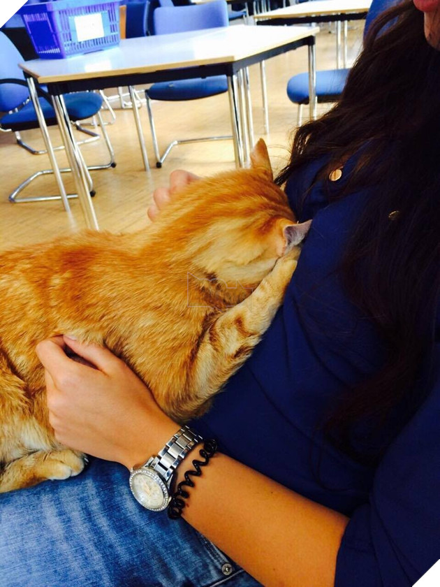 Không ăn ngủ và phá rối như con Bubba, chú mèo này tới trường để giúp xoa dịu tinh thần, xả stress cho sinh viên 5