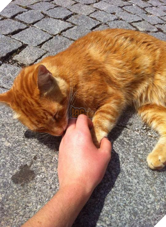 Không ăn ngủ và phá rối như con Bubba, chú mèo này tới trường để giúp xoa dịu tinh thần, xả stress cho sinh viên 17