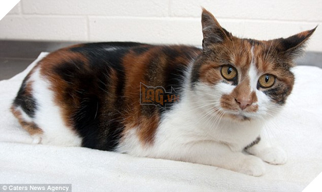 Bị bỏ đói suốt 4 tuần, 2 chú mèo đã may mắn sống sót nhờ lượng MỠ dư trong người 6