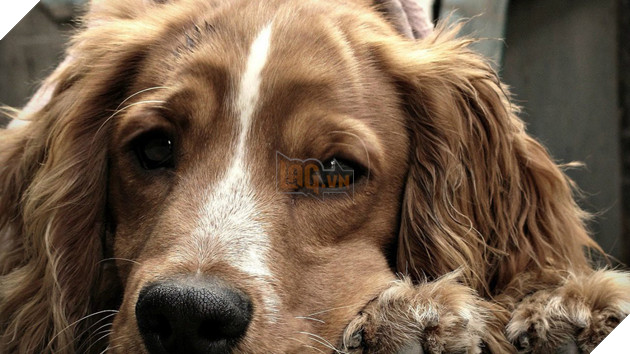 Bạn có biết vì sao mình yêu chó không? Vì chúng cố tình khiến bạn cảm thấy như vậy đó - Ảnh 1.