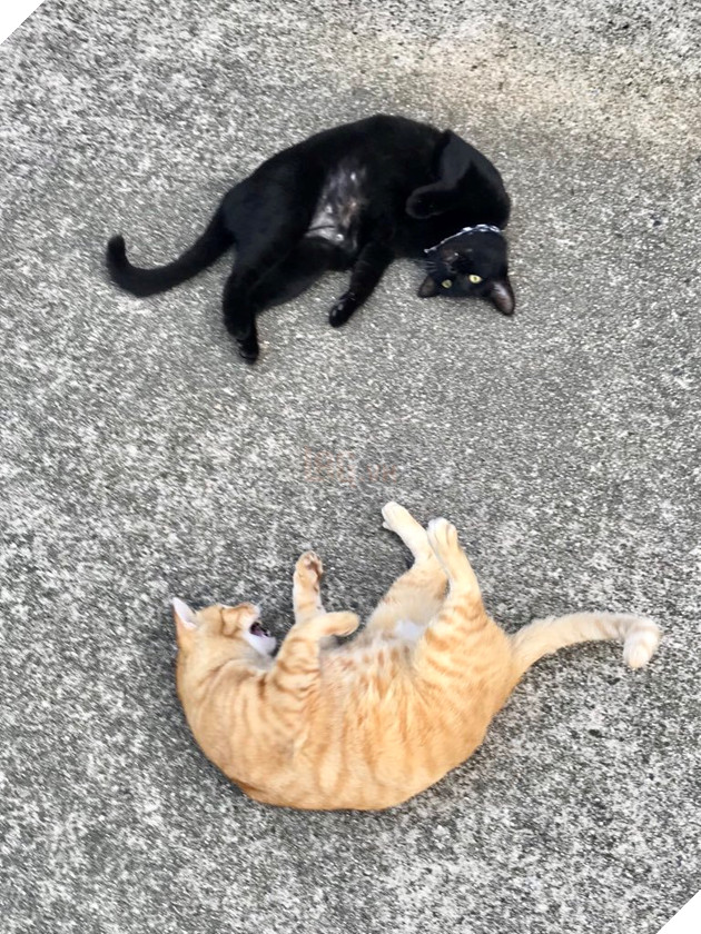 2 con mèo tìm mọi cách lẻn vào viện bảo tàng trong suốt 2 năm chỉ vì mê… 2