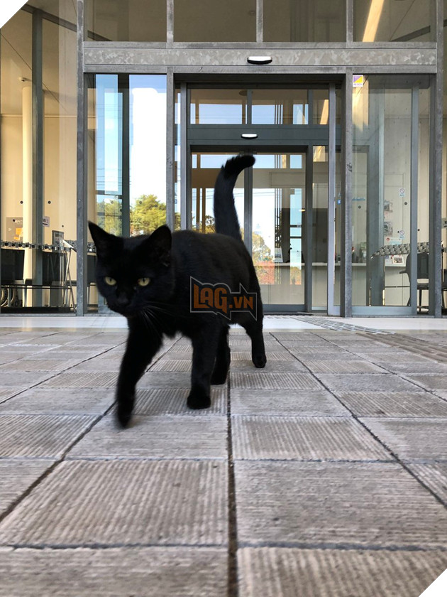 2 con mèo tìm mọi cách lẻn vào viện bảo tàng trong suốt 2 năm chỉ vì mê…