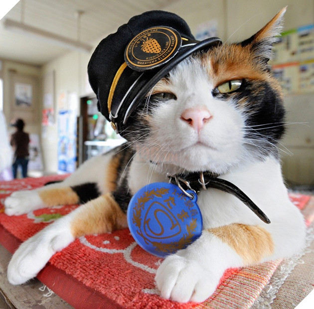 Tama: Từ con mèo hoang đến “trưởng ga tàu” nổi tiếng nhất cả nước, biểu tượng văn hóa đáng tự hào của Nhật Bản - Ảnh 2.