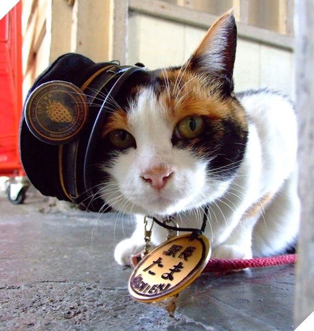 Tama: Từ con mèo hoang đến “trưởng ga tàu” nổi tiếng nhất cả nước, biểu tượng văn hóa đáng tự hào của Nhật Bản - Ảnh 3.