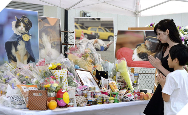 Tama: Từ con mèo hoang đến “trưởng ga tàu” nổi tiếng nhất cả nước, biểu tượng văn hóa đáng tự hào của Nhật Bản - Ảnh 8.