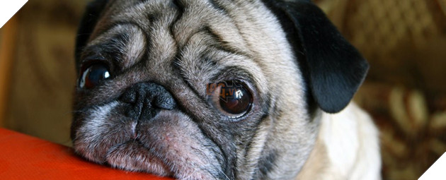 Bạn có biết vì sao mình yêu chó không? Vì chúng cố tình khiến bạn cảm thấy như vậy đó - Ảnh 3.