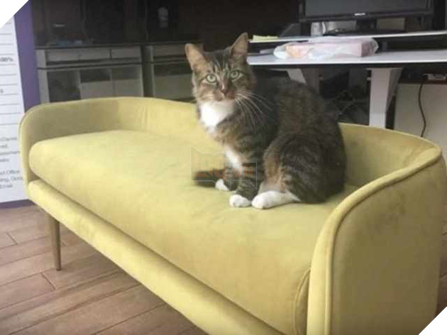 Nhận nuôi chú mèo hoang, người đàn ông liên tiếp thấy tiền trước cửa nhà, tự dưng muốn nuôi mèo quá!