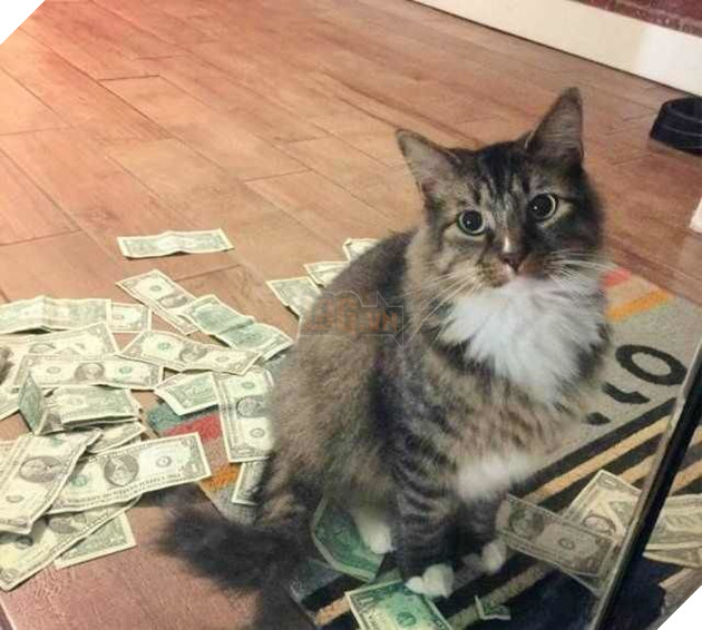 Nhận nuôi chú mèo hoang, người đàn ông liên tiếp thấy tiền trước cửa nhà, tự dưng muốn nuôi mèo quá!