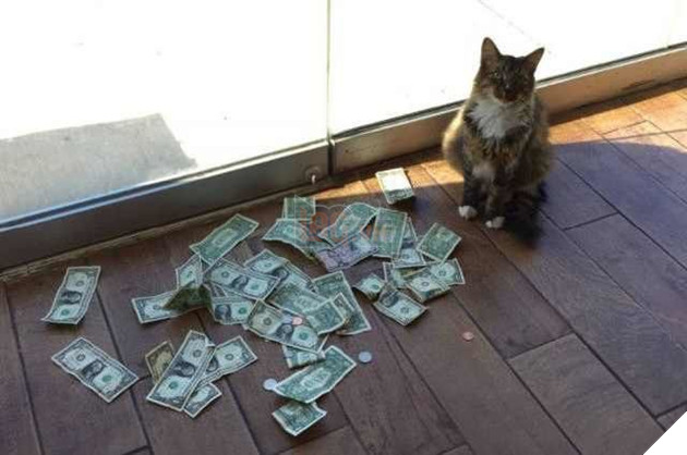 Nhận nuôi chú mèo hoang, người đàn ông liên tiếp thấy tiền trước cửa nhà, tự dưng muốn nuôi mèo quá!