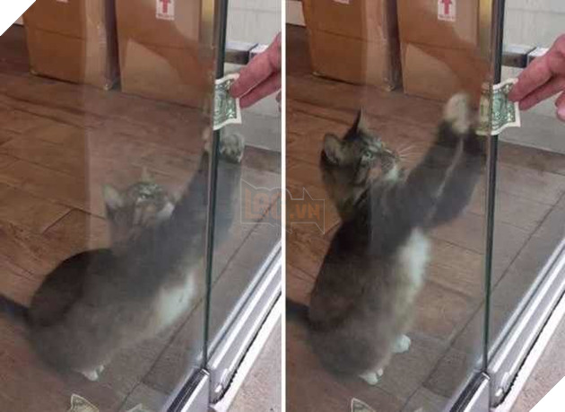 Nhận nuôi chú mèo hoang, người đàn ông liên tiếp thấy tiền trước cửa nhà, tự dưng muốn nuôi mèo quá!