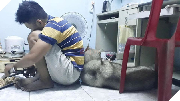  
Khay thịt xé dành riêng cho chú chó cưng.