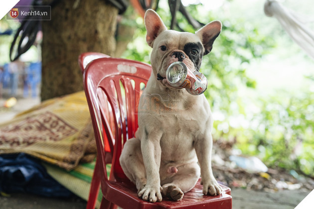 Đây là gia tài siêu to khổng lồ của Ủn - Chú chó thích đi nhặt ve chai ở Hà Nội - Ảnh 5.