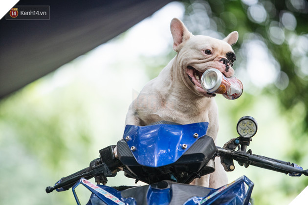 Đây là gia tài siêu to khổng lồ của Ủn - Chú chó thích đi nhặt ve chai ở Hà Nội - Ảnh 10.