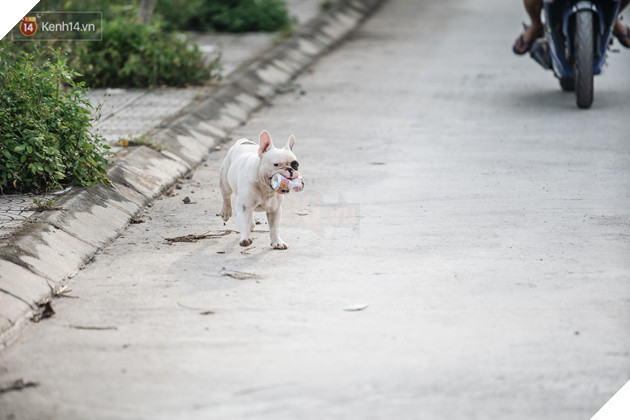 Đây là gia tài siêu to khổng lồ của Ủn - Chú chó thích đi nhặt ve chai ở Hà Nội - Ảnh 2.