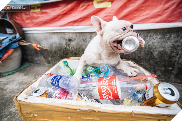 Đây là gia tài siêu to khổng lồ của Ủn - Chú chó thích đi nhặt ve chai ở Hà Nội - Ảnh 4.