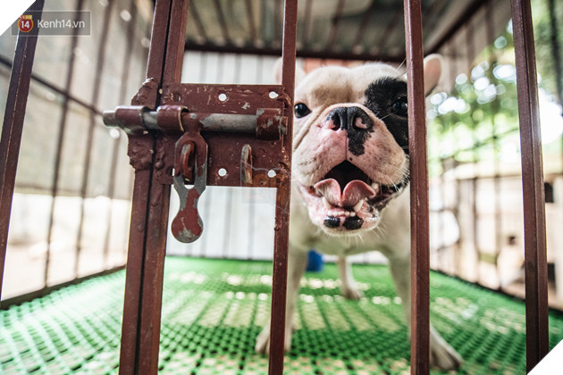 Đây là gia tài siêu to khổng lồ của Ủn - Chú chó thích đi nhặt ve chai ở Hà Nội - Ảnh 11.