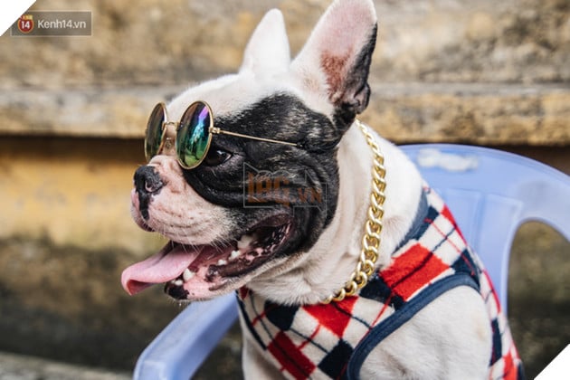 Đ&#226;y l&#224; gia t&#224;i &quot;si&#234;u to khổng lồ&quot; của Ủn - Ch&#250; ch&#243; th&#237;ch đi nhặt ve chai ở H&#224; Nội - Ảnh 7.