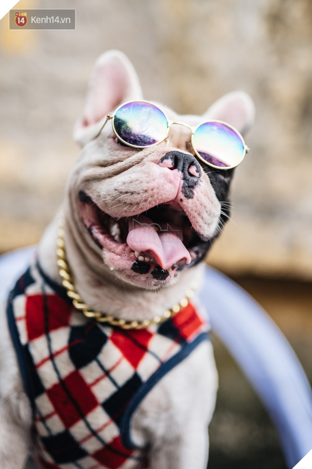 Đ&#226;y l&#224; gia t&#224;i &quot;si&#234;u to khổng lồ&quot; của Ủn - Ch&#250; ch&#243; th&#237;ch đi nhặt ve chai ở H&#224; Nội - Ảnh 7.