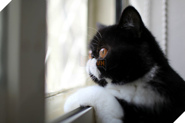 Lũ mèo sẽ cảm thấy bị bỏ rơi nếu bạn ra khỏi nhà mà không nói gì với chúng 2