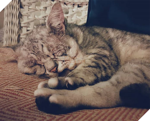 Mắc hội chứng Ehlers-Danlos ở người, chú mèo này già trước tuổi với bộ da nhăn nheo, chảy xệ 4